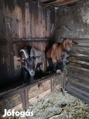 Kecskék eladók