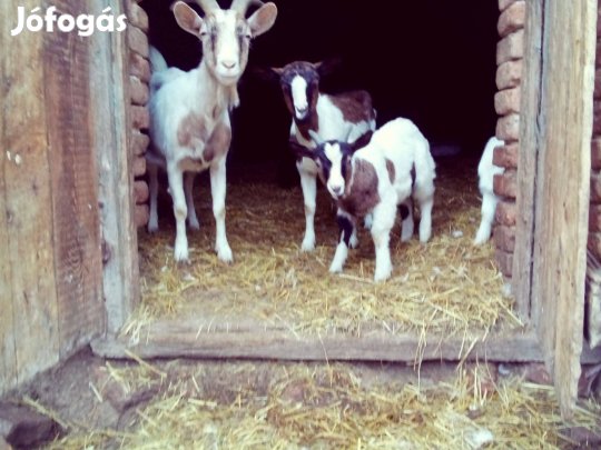 Kecskék eladók