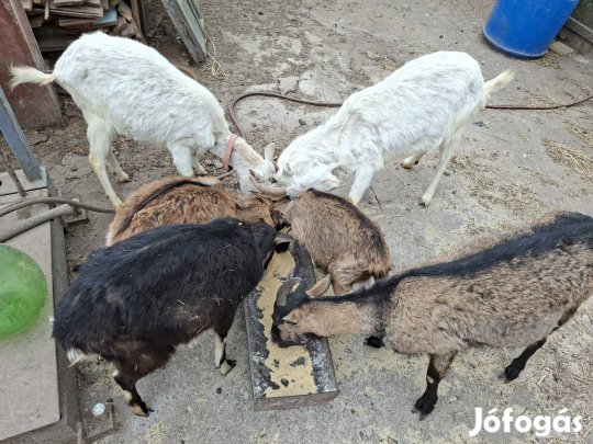 Kecskék eladók 
