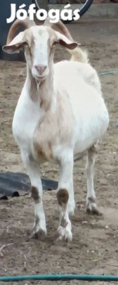 Kecskék eladók, van benne ellos és Fejős