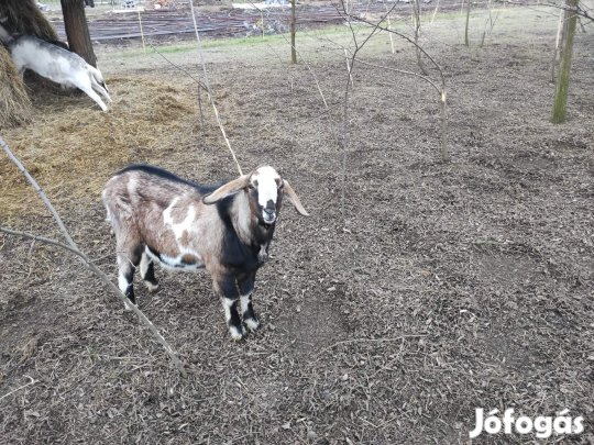 Kecskék költöznek 