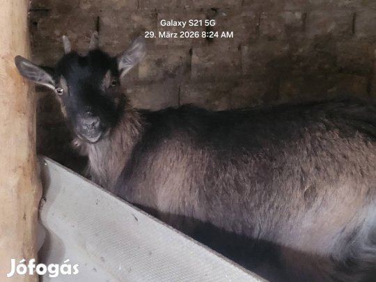 Kecskék költöznének