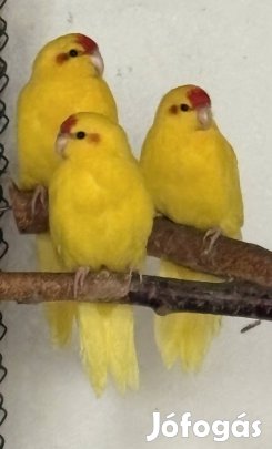 Kecskepapagáj, kecskepapagájok 