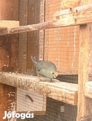Kecskepapagáj eladó