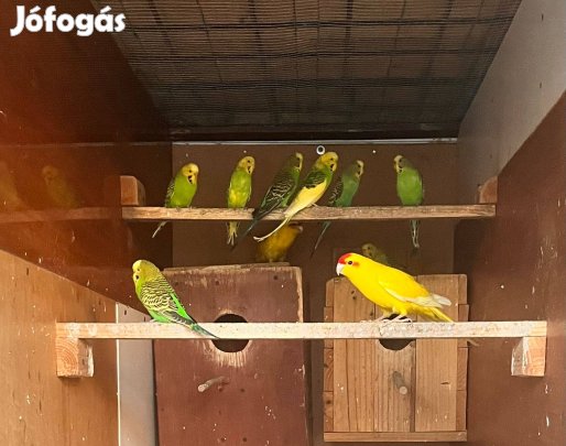 Kecskepapagáj eladó