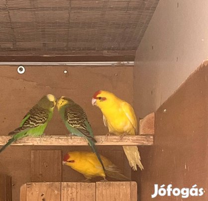 Kecskepapagáj eladó