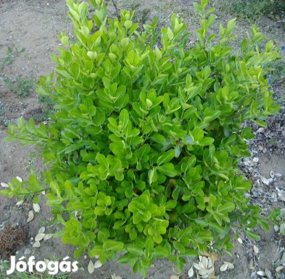 Kecskerágó - Euonymus