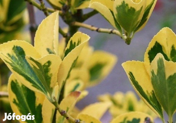 Kecskerágó csemete