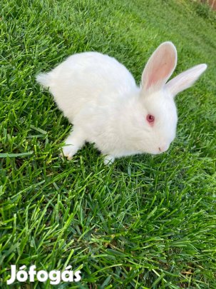 Kedves,Érdeklődő kis nyuszi