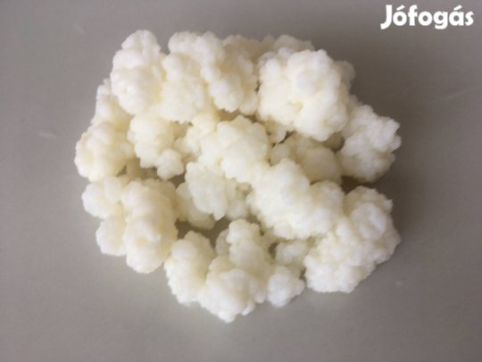 Kefir gomba; kefirgomba