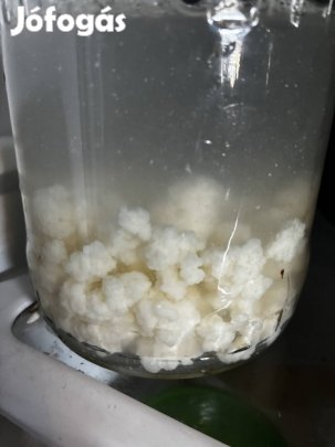Kefirgomba eladó!  Akár postázva is .