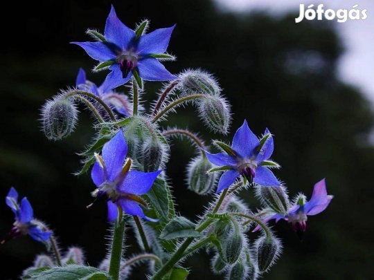 Kék Borágó virágmag