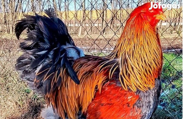 Kék Fogoly Brahma Kakas