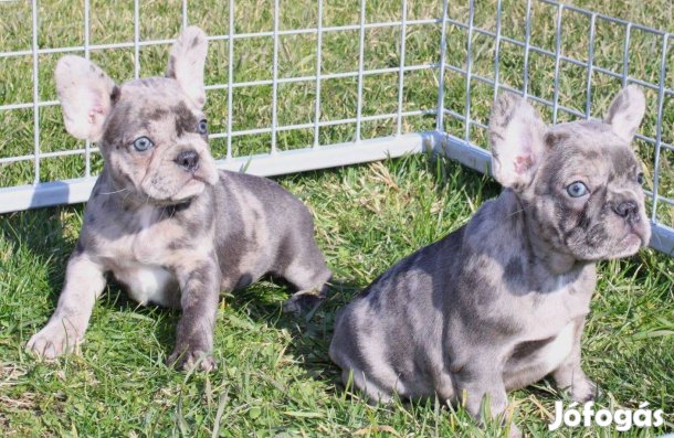 Kék, kék merle és fekete merle színű francia bulldog kiskutyák