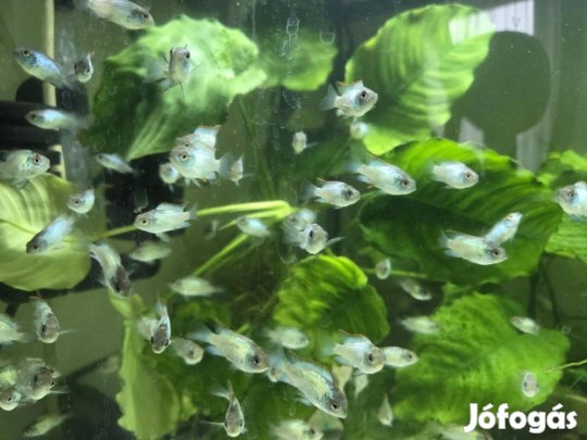 Kék akara electric blue sügerek költöznének