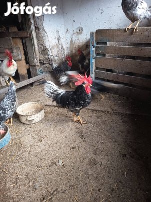 Kék babos itáliai párok eladó