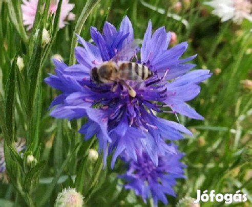 Kék búzavirág mag (Centaurea cyanum)