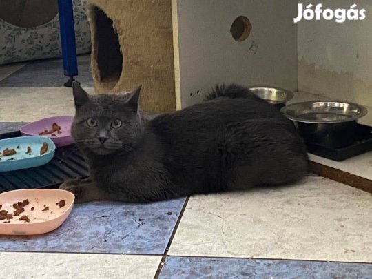 Kék cica a 3 éves Csoda, örökbefogadó gazdát keres ingyenesen