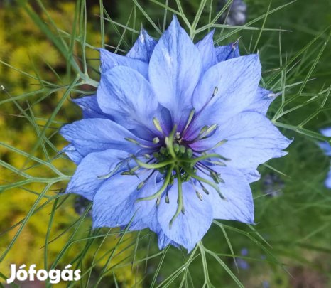 Kék egynyári borzaskata virágmag eladó