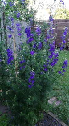 Kék egynyári szarkaláb virágmag eladó