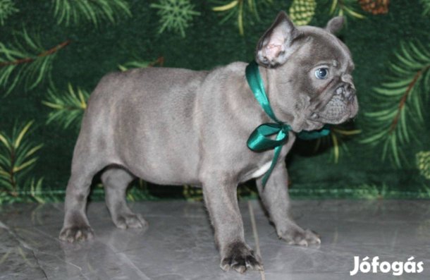 Kék és blue fawn színű francia bulldog kiskutyák