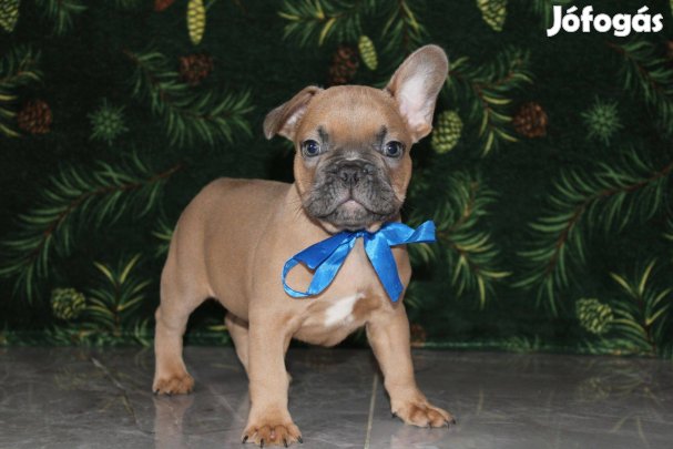 Kék és blue fawn színű francia bulldog kiskutyák