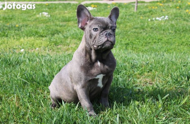 Kék és fekete merle színű francia bulldog kiskutyák Dominator Bulls K