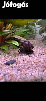 Kék és lila csíkos almacsiga