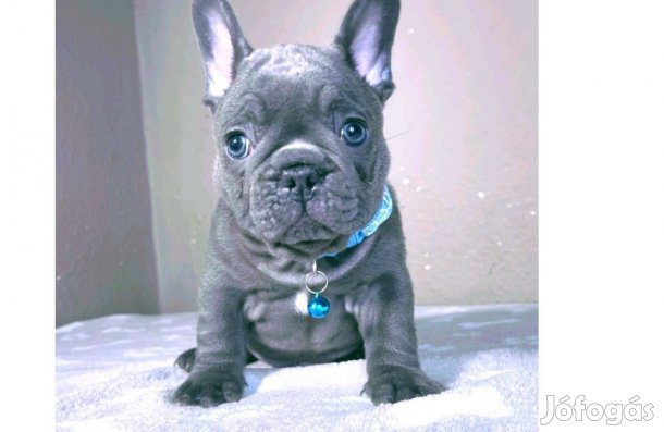 Kék francia bulldog fiú