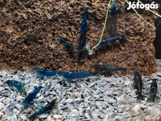 Kék garnéla / Neocaridina Heteropoda