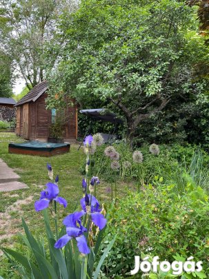 Kék írisz tövek eladóak !