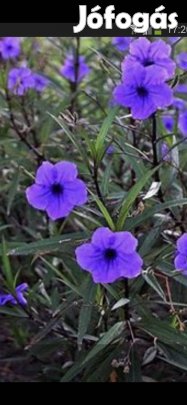 Kék leander Évelő