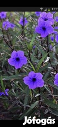 Kék leander évelő