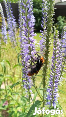 Kék macskafarkú veronika virágmag eladó