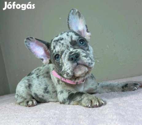 Kék merle francia bulldog lány