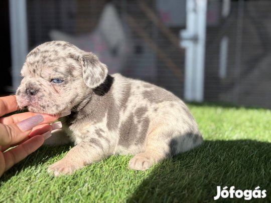 Kék merle tan francia bulldog kislány