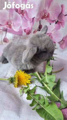 Kék mini kosorrú nyuszi, nyúl