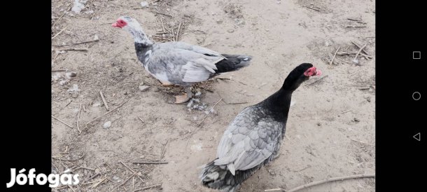 Kék néma kacsa srácok új udvart keresnek