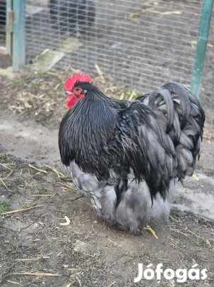 Kék orpington tojás tenyésztojás eladó! 
