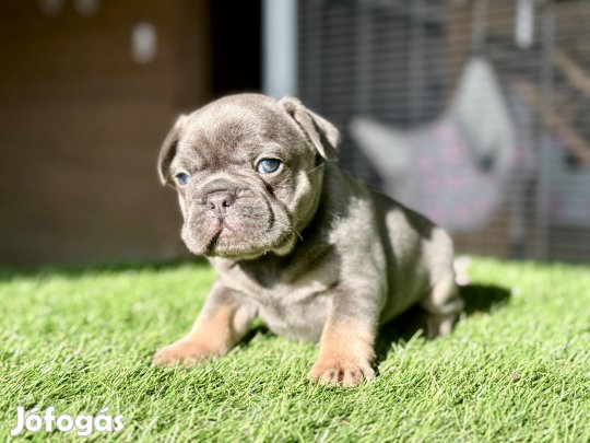 Kék tan francia bulldog kisfiú