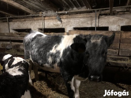 Kékbelga üsző eladó!