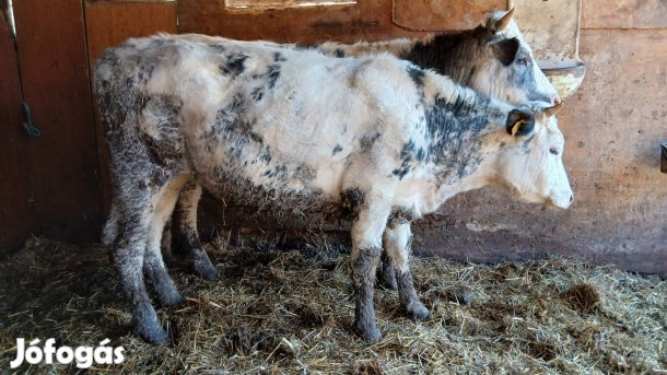 Kékbelga üszők eladók