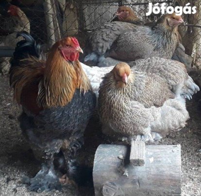 Kékfogoly óriás brahma tojás eladó