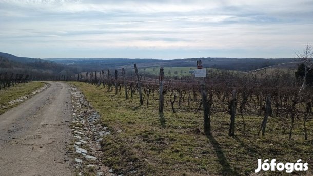 Kékfrankos szőlő eladó. Eger, Síkhegy-dűlő