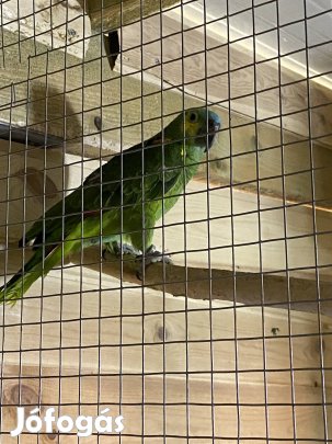 Kékhomlokú amazon 3 éves tojó