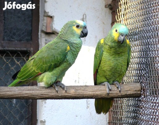 Kékhomlokú amazon fiatalok