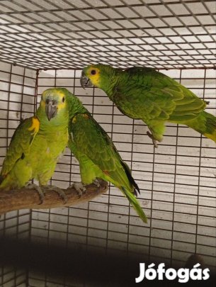 Kékhomlokú amazon papagáj csere,Monorra Oké