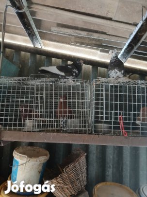 Kelet porosz bukó galambok 