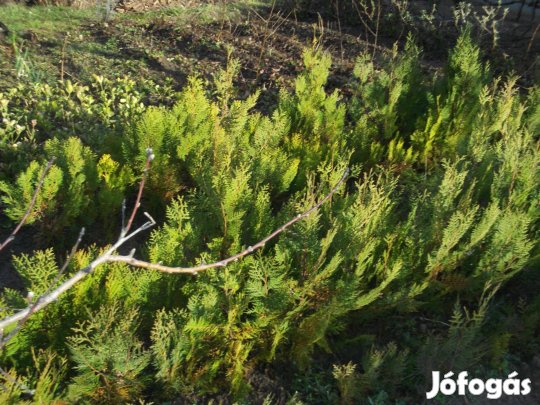 Keleti Tuja arany,hagyományos eladó!