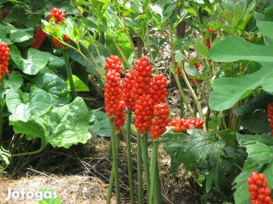 Keleti kontyvirág eladó !